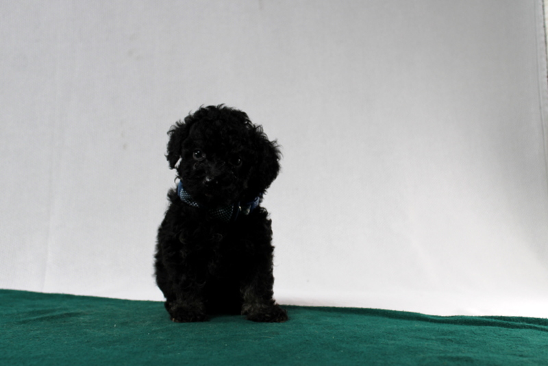 puppy, for, sale, Toy Poodle, Matthew B. Stoltzfus, dog, breeder, Gap, PA, dog-breeder, puppy-for-sale, forsale, nearby, find, puppyfind, locator, puppylocator, aca